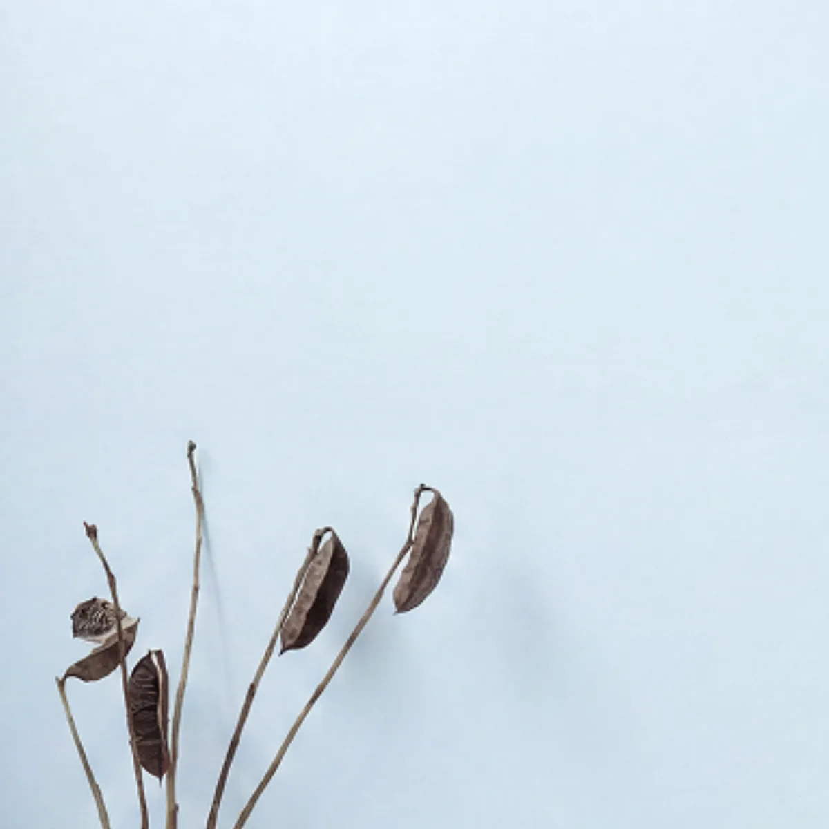 Dried seed pods against a bright white wall
